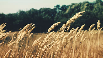 在线短信轰炸软件